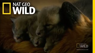 Growing Fox Cubs  Nat Geo Wild [upl. by Routh]