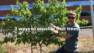 Espalier fruit trees 3 ways to grow a living fruiting fence [upl. by Idnis]