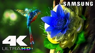 4K ULtra HD  SAMSUNG UHD Demo׃ LED TV [upl. by Courtney122]