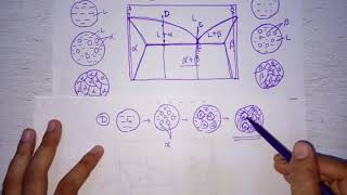 Lecture 17 Microstructures on eutectic and eutectoid phase diagram [upl. by Norrie824]