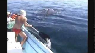 Amazing Humpback Whale Rescue amp Its Joy After Being Set Free 2011 [upl. by Ortrude]