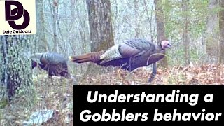 Understanding a GOBBLERS Behavior  Having more TURKEY HUNTING success [upl. by Assennav873]