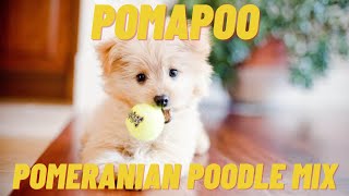 Pomapoo  What to know about the Pomeranian Poodle Mix [upl. by Inaej]