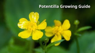 Potentilla Growing Guide by GardenersHQ [upl. by Godden412]