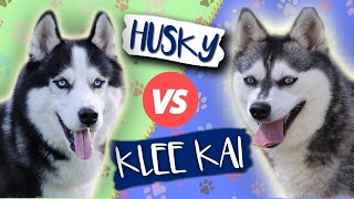 Alaskan Klee Kai vs Siberian Husky Which Is Better Dog vs Dog [upl. by Itirahc505]