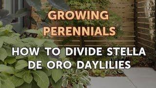 How to Divide Stella de Oro Daylilies [upl. by Yla]