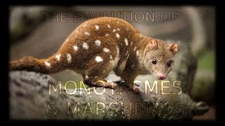 The Evolution of Monotremes and Marsupials 🦘 [upl. by Acsisnarf]