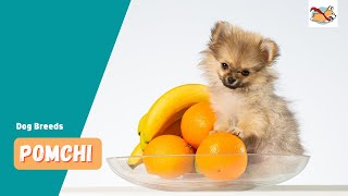 Pomchi A Pet Parents Guide To The Pomeranian Chihuahua Mix [upl. by Anaile]