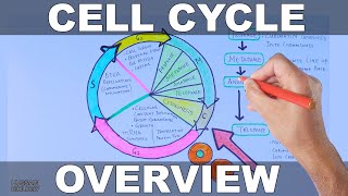 Cell Cycle  Overview [upl. by Shirk799]