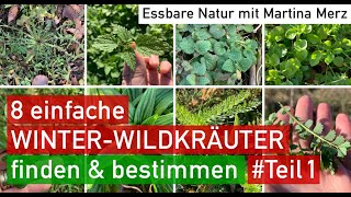 8 vitaminreiche WINTERWildkräuter leicht amp sicher sammeln Ideales Lernvideo für Anfänger [upl. by Uolyram]