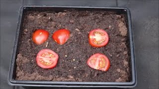 How to Grow Tomato Plants from Store Bought Tomatoes [upl. by Vel591]