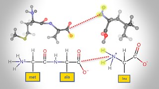 Peptide Bond Formation  Animation [upl. by Behl]