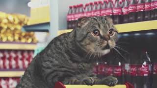 Best Cat Commercials Netto Marken [upl. by Nnayelsel283]