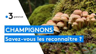 Bien connaître les champignons pour la cueillette [upl. by Charmaine]