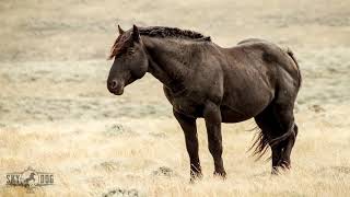 Wild Mustangs reunite at Skydog Sanctuary [upl. by Moraj]