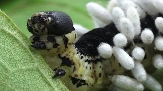 Hyperparasitoid Chalcid Wasps emerging from Braconid Wasp cocoons [upl. by Eniksre]