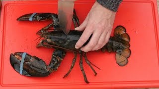 GRAPHIC  Live lobster  2 Grilled Lobster Recipes [upl. by Noland265]