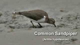 Sandpiper  Common Sandpiper Bird Call and Pictures for Teaching BIRDSONG [upl. by Irolav653]