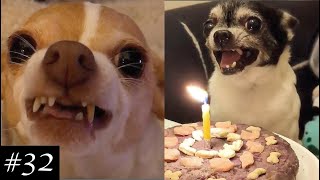 Angry Chihuahuas Compilation 😡🐶 Theyre actually funny [upl. by Gregoor]