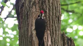 Pileated Woodpecker Nesting Season A Mother Nature Production [upl. by Adia]