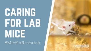 Caring for laboratory mice [upl. by Nitsu]