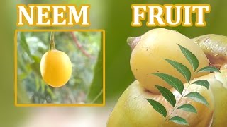 NEEM FRUIT  neem seed  neem oil  full details [upl. by Berty172]