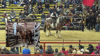 2023 Waverly spring horse sale [upl. by Cly]