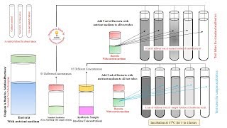 Microbial Assay of Antibiotics  Turbidity Method for Assay of Antibiotics  Microbial Assay Methods [upl. by Eniamrehs]