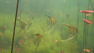 Rio Tapajós Amazonas Pterophyllum  Acara Bandeira  Angelfish Skalar [upl. by Rahal]