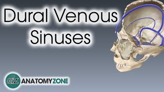 Clinical Anatomy  Nasal Cavity and Sinuses [upl. by Lipcombe]