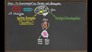 Die Stressreaktion  Ein Zusammenspiel von Hormon und Nervensystem [upl. by Nnairret]