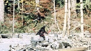 PattersonGimlin Bigfoot Film analysis 4K stabilised colour [upl. by Auburn486]