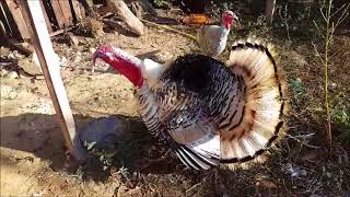 Sonido de los pavos y crianza parte 2  Special for Thanksgiving Day 2022  turkey pavos [upl. by Eniotna929]