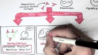 Immunology  Adaptive Immune System [upl. by Matusow]