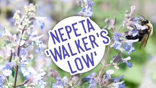 Plant of the Week Nepeta Walkers Low [upl. by Eidoc227]