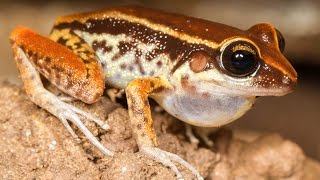 Amphibian Behavior and Diversity [upl. by Joed]