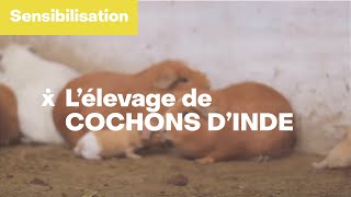 Cochon dInde VF S Prijot  Iles de Paix [upl. by Aehtla911]