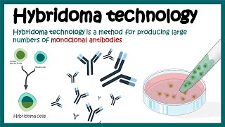 Hybridoma technology  Monoclonal antibody production using hybridoma technology  Animated biology [upl. by Acsicnarf]