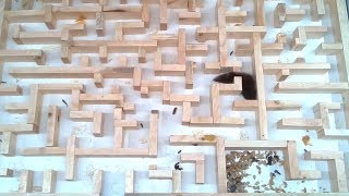 Bigger tighter mouse maze experiments [upl. by Halliday]