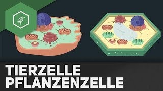 Tierzelle vs Pflanzenzelle  REMAKE [upl. by Pedrotti343]