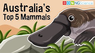 Australias Top 5 Mammals [upl. by Schuman543]