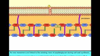 Mechanism of Action of Vancomycin [upl. by Arahs]