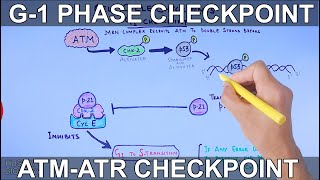 G1 Phase Checkpoint of Cell Cycle [upl. by Bohannon715]