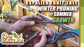 Espalier Fruit Tree Pruning Tips [upl. by Johns]