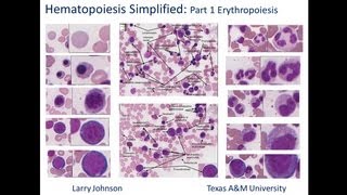 Hematopoiesis Simplified  Part 1 Erythropoiesis [upl. by Rand]