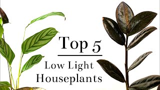 Top 5 Low Light Houseplants [upl. by Foulk]