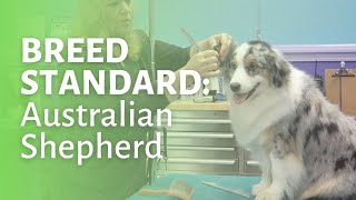 How to Groom an Australian Shepherd [upl. by Ateikan]