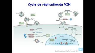 immunologie de linfection VIH partie 1 [upl. by Rovit]