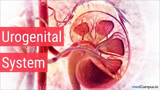 Embryology Urogenital System [upl. by Deaner437]