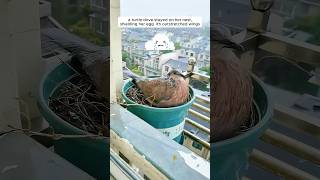 A woman supported a mother turtle dove in raising her chicks [upl. by Avilys402]